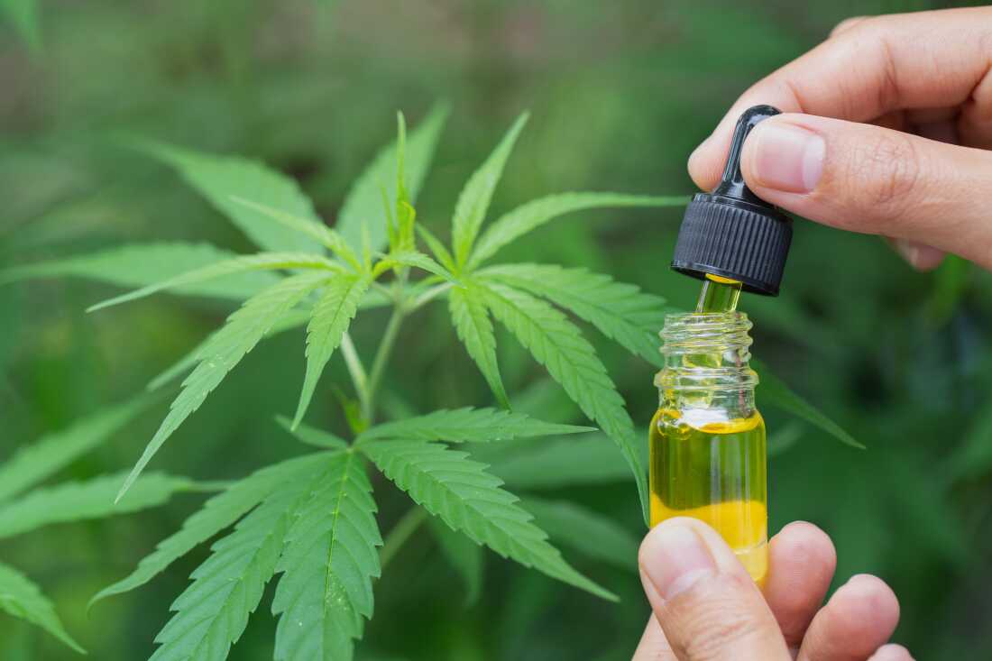 Hashish works higher than opioids for again ache, in two Eu research : Photographs Hashish works higher than opioids for again ache, in two Eu research : Photographs