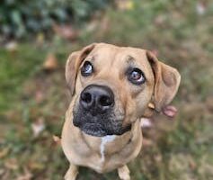 Thousands of genomes reveal the wild wolf genes in most dogs’ DNA