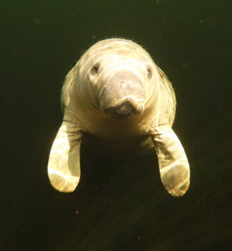 Seashells from centuries in the past display that seagrass meadows on Florida’s Nature Coast are thriving