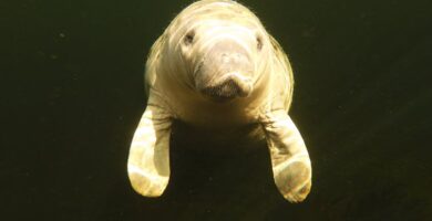 Seashells from centuries in the past display that seagrass meadows on Florida’s Nature Coast are thriving