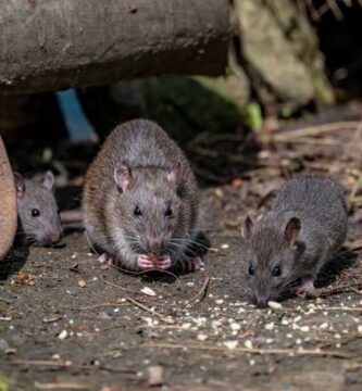 One town tries to let go its rodents : NPR