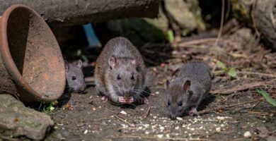 One town tries to let go its rodents : NPR