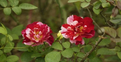 11 Hibiscus Tea Benefits: Are They Truly Beneficial For You?