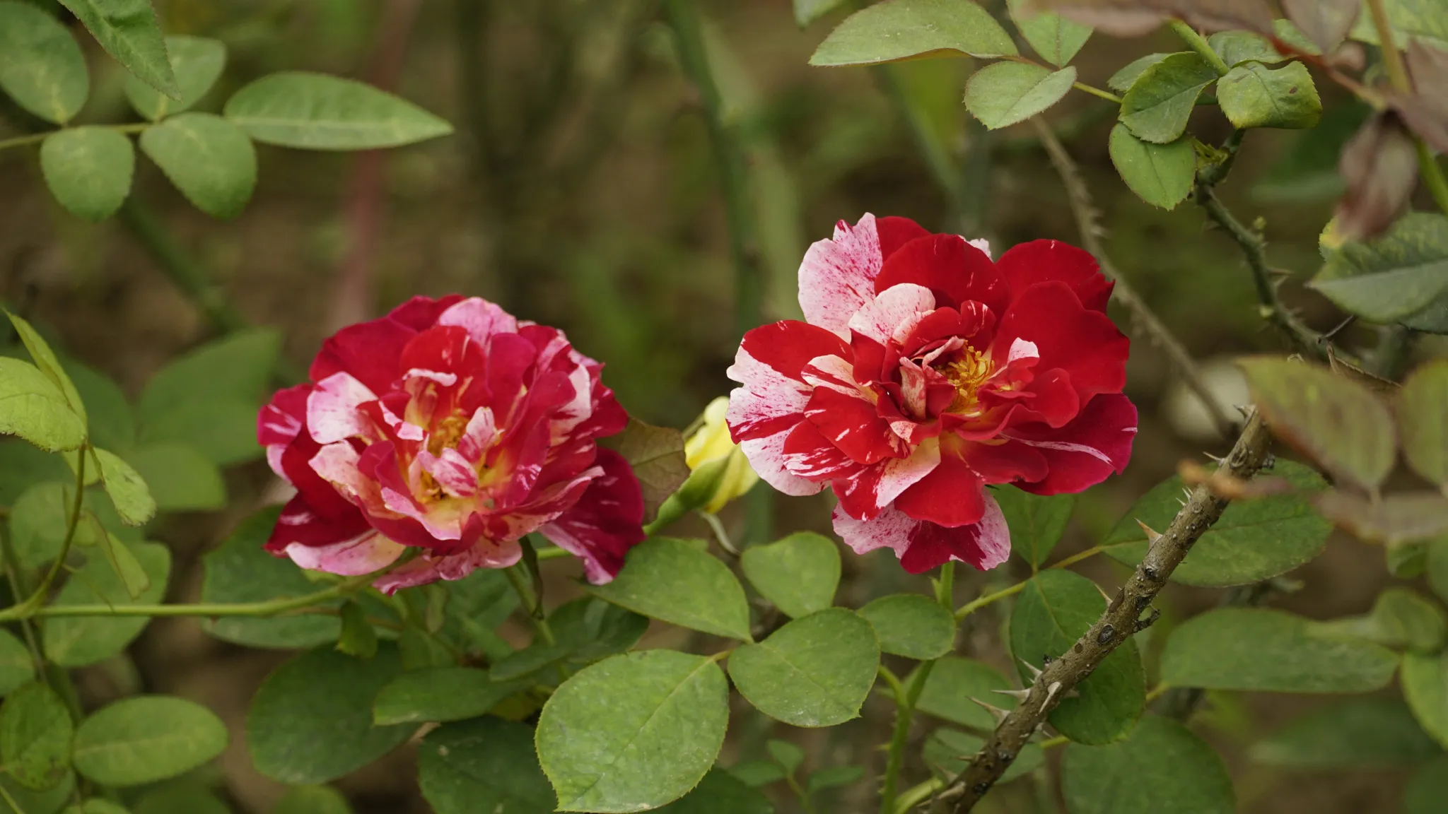 11 Hibiscus Tea Benefits: Are They Truly Beneficial For You?