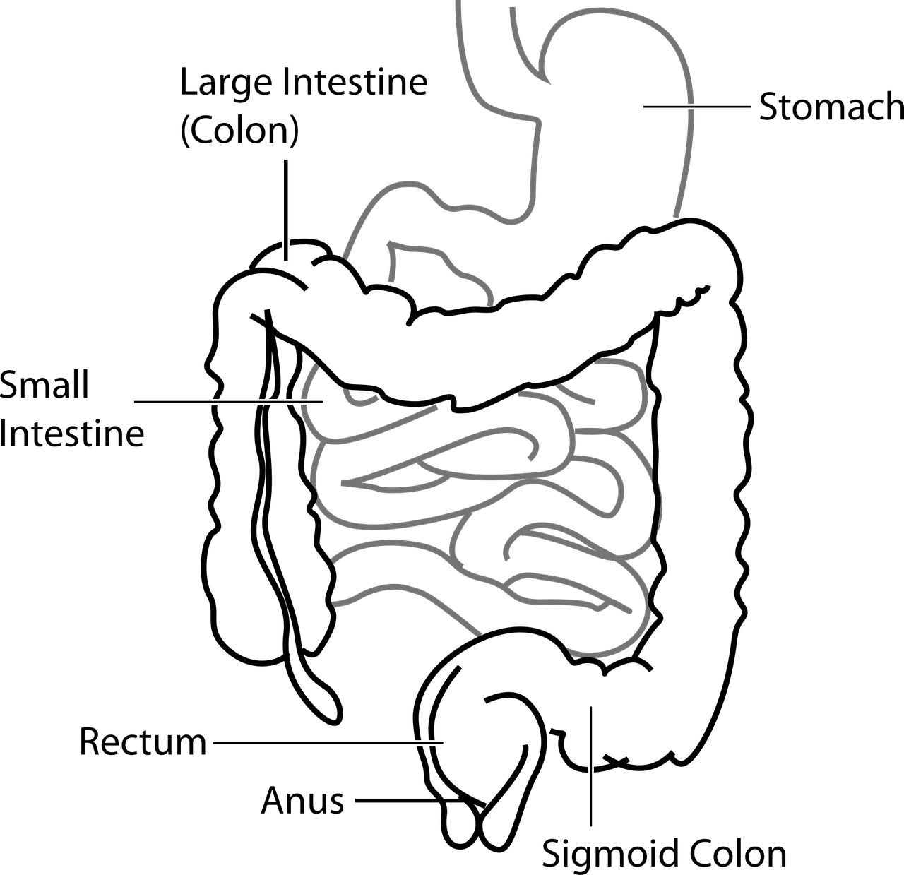 Digestive system diagram