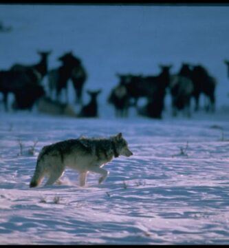 Americans generally like wolves − except when we’re reminded of our politics