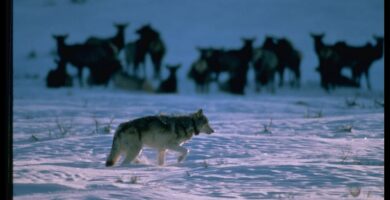 Americans generally like wolves − except when we’re reminded of our politics