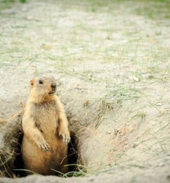 Groundhogs are lousy forecasters but valuable animal engineers – and an important food source