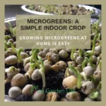 How to Grow Microgreens at Home (the Easy Way)