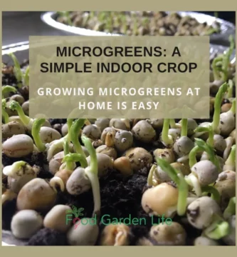 How to Grow Microgreens at Home (the Easy Way) How to Grow Microgreens at Home (the Easy Way)