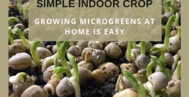 How to Grow Microgreens at Home (the Easy Way) How to Grow Microgreens at Home (the Easy Way)