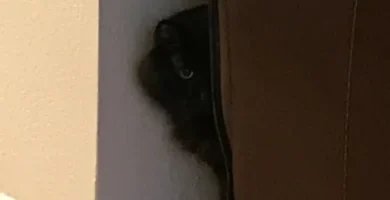 Intertape Is a Crowdsourced Archive of Vintage Cassette Recordings