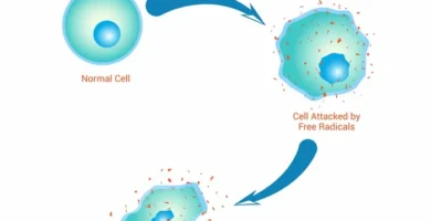 The Impact of Oxidative Stress on Liver Health: What You Need to Know