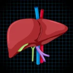 The Surprising Link Between Liver Health and Weight Loss