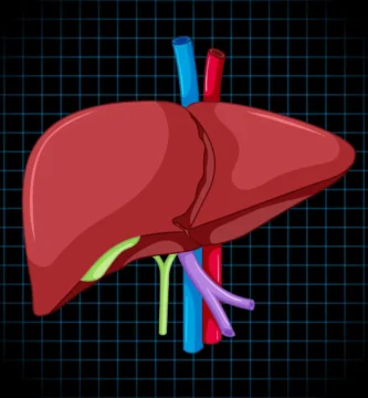 The Surprising Link Between Liver Health and Weight Loss