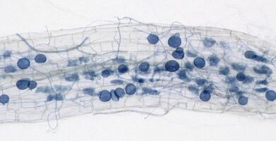 Warming winters are disrupting the hidden world of fungi – the result can shift mountain grasslands to scrub