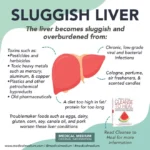 How Liver Health Impacts Your Waistline: Can a Sluggish Liver Lead to Weight Gain?