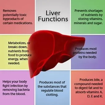 The Liver’s Crucial Function in Storing Fat: What You Need to Know