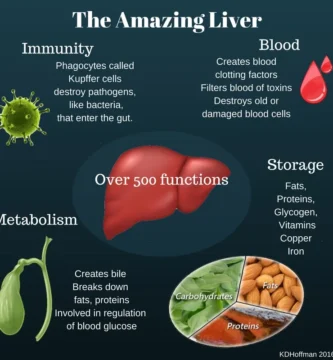 The Surprising Factors That Can Slow Down Liver Metabolism The Surprising Factors That Can Slow Down Liver Metabolism