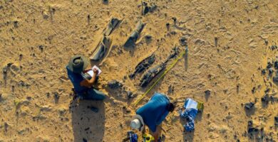 New Spinosaurus species had a massive head crest : NPR