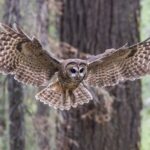 Trump’s ‘God Squad’ pits energy vs. endangered species, but it’s a false choice – protecting wildlife can be good for business