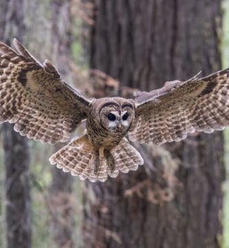 Trump’s ‘God Squad’ pits energy vs. endangered species, but it’s a false choice – protecting wildlife can be good for business