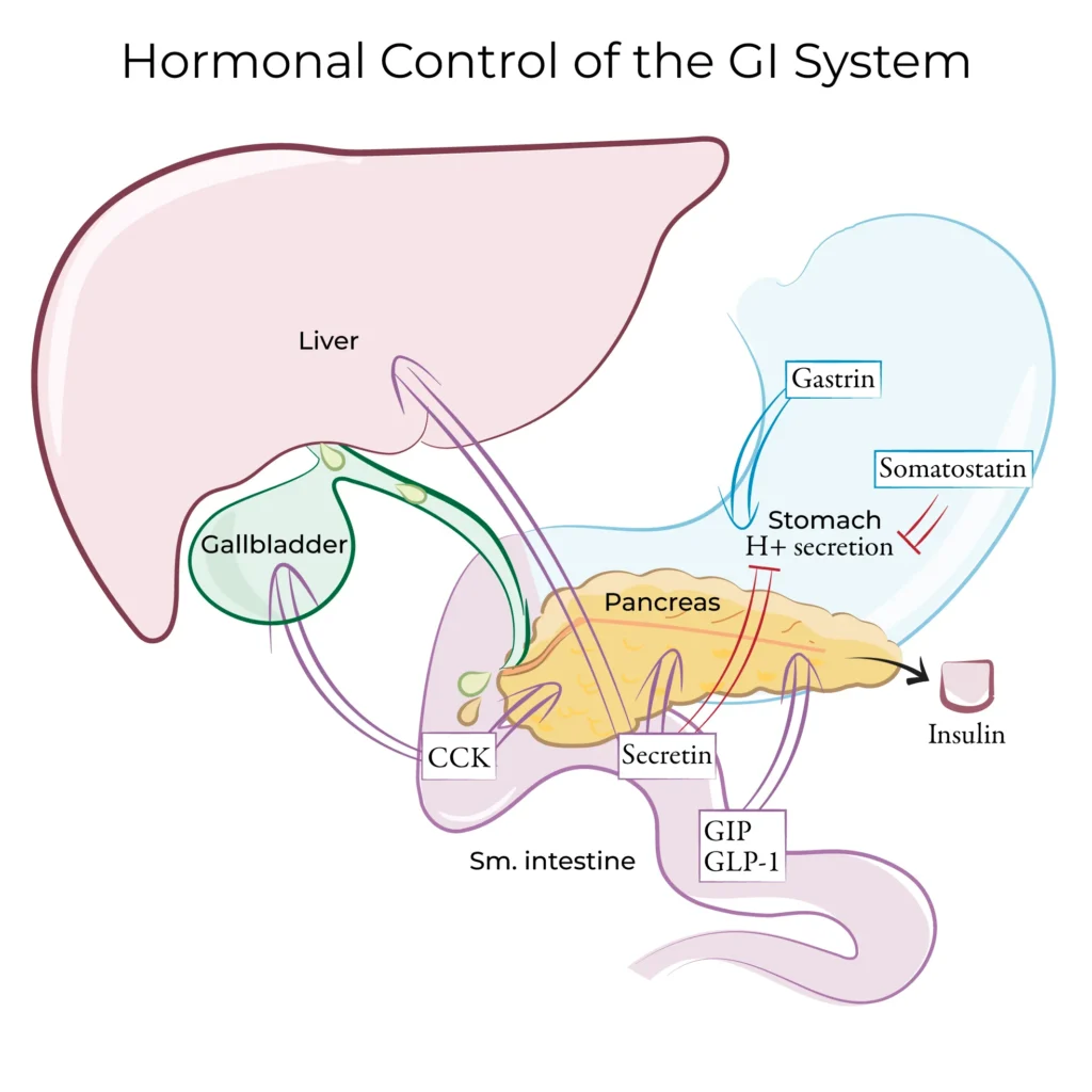 The Role of Hormones in Regulating Liver Function The Role of Hormones in Regulating Liver Function