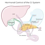 The Role of Hormones in Regulating Liver Function