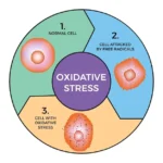 Understanding the Role of Oxidative Stress in Liver Disease