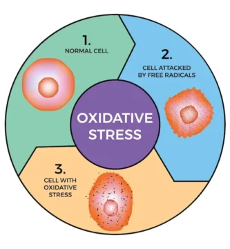 Understanding the Role of Oxidative Stress in Liver Disease